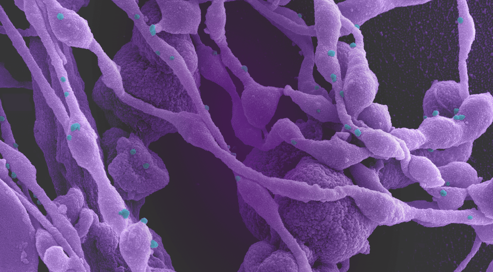 ProSilience Background